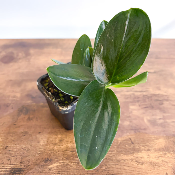 Scindapsus Treubii Black Dove | The Plant Boys