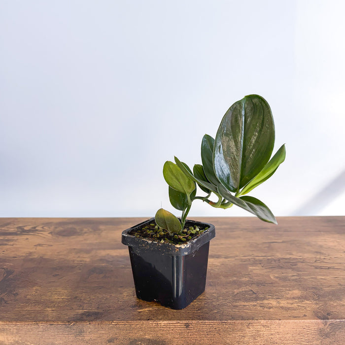 Scindapsus Treubii Black Dove | The Plant Boys