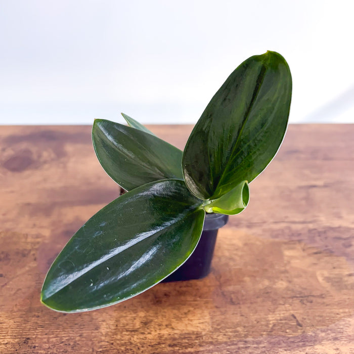 Scindapsus Treubii Black Dove | The Plant Boys
