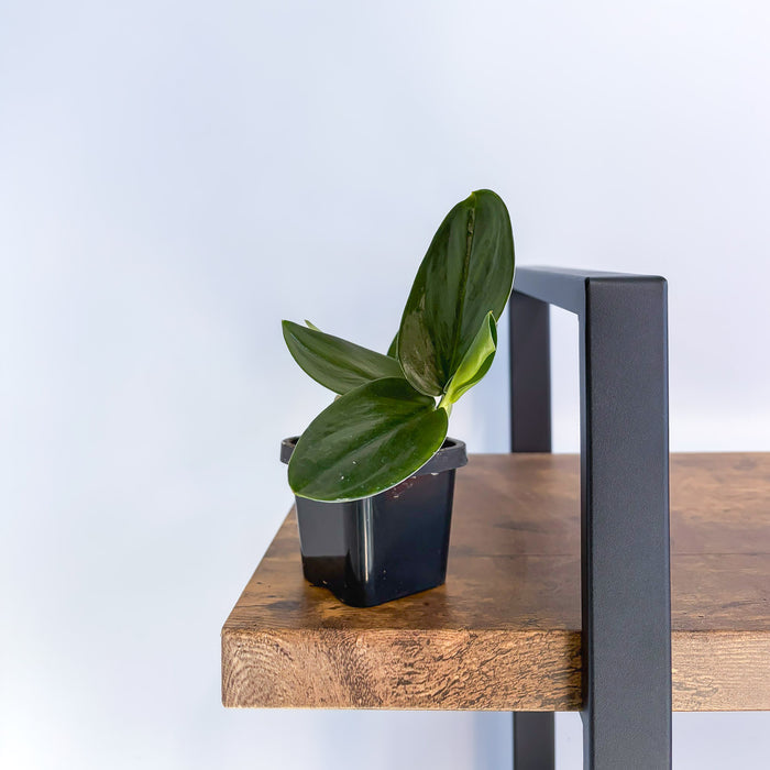 Scindapsus Treubii Black Dove | The Plant Boys