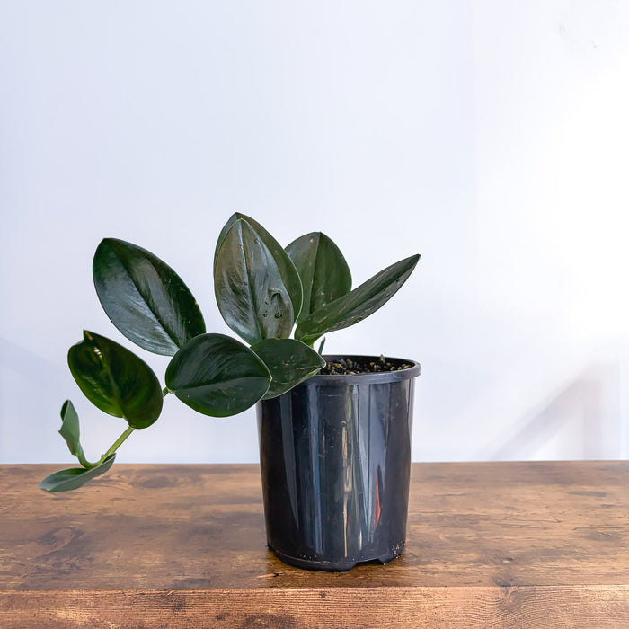 Scindapsus Treubii Black Dove | The Plant Boys