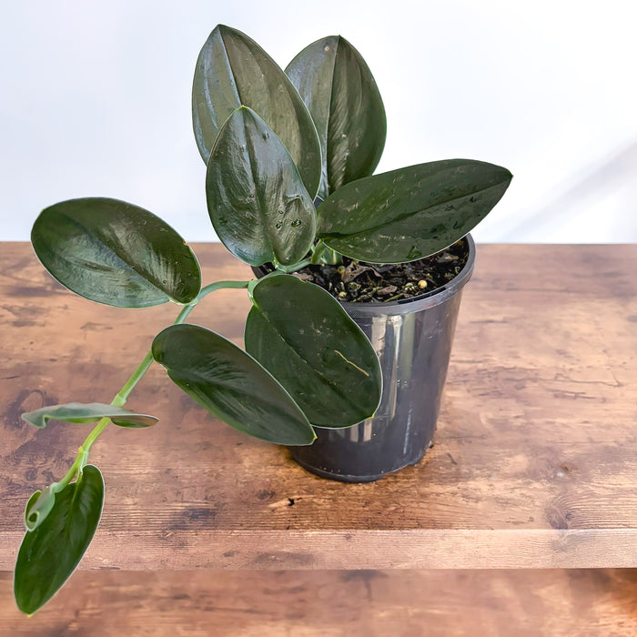 Scindapsus Treubii Black Dove | The Plant Boys