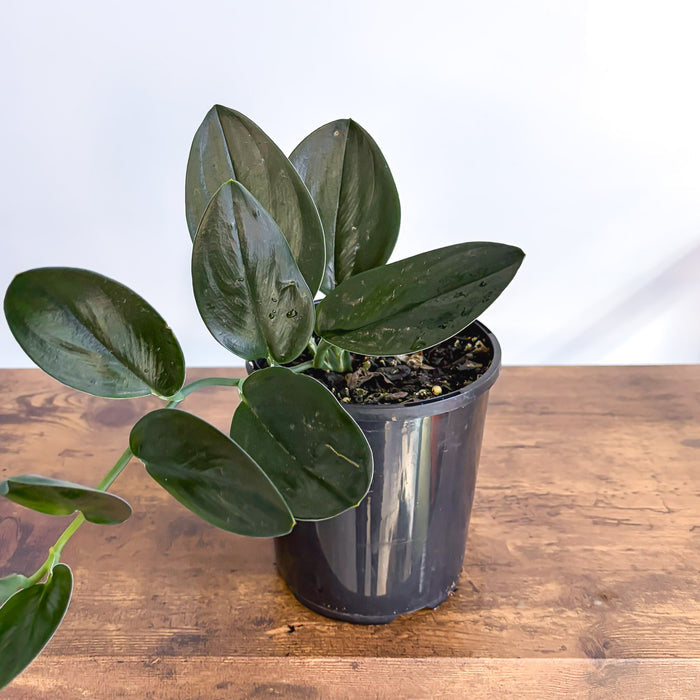 Scindapsus Treubii Black Dove | The Plant Boys