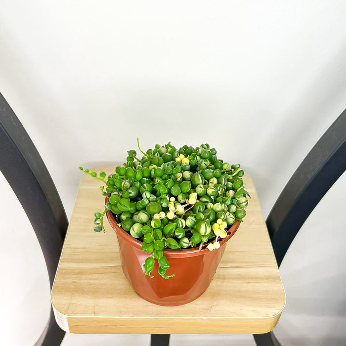 Senecio Rowleyanus String of Pearls Variegated