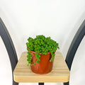 Senecio Rowleyanus String of Pearls