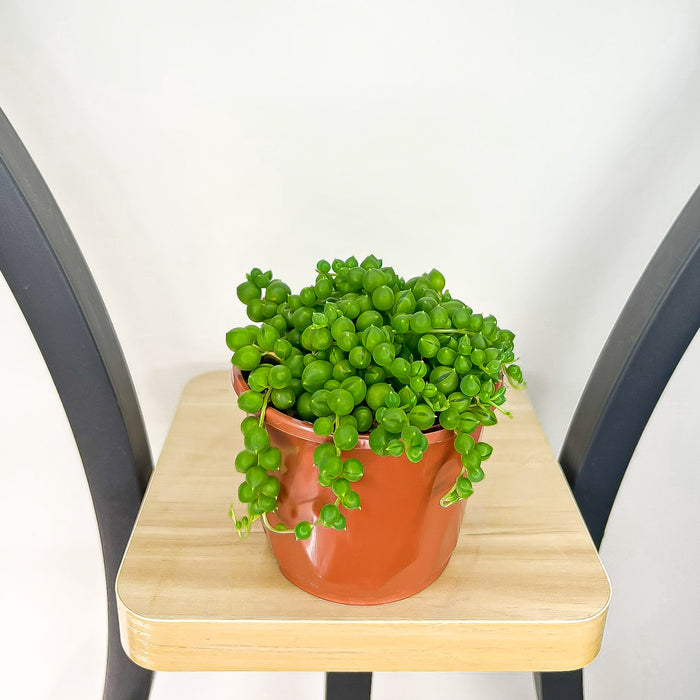 Senecio Rowleyanus String of Pearls
