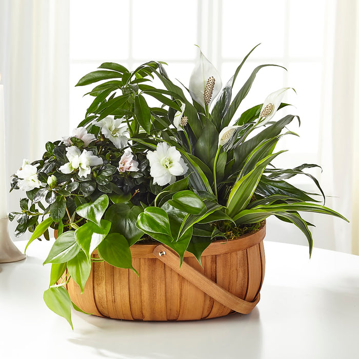 Serene Dishgarden – BUEHLER'S FLORAL, Wooster OH