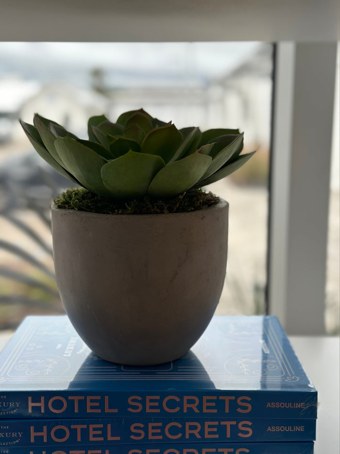 Single Succulent Planter