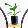 Spathiphyllum Blue Moon Peace Lily | The Plant Boys