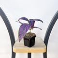 Strobilanthes Persian Shield | The Plant Boys