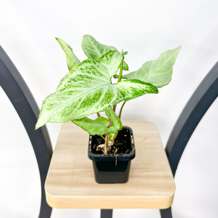Syngonium Blizzard | The Plant Boys