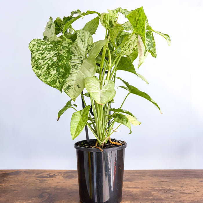 Syngonium Confetti Tricolour | The Plant Boys