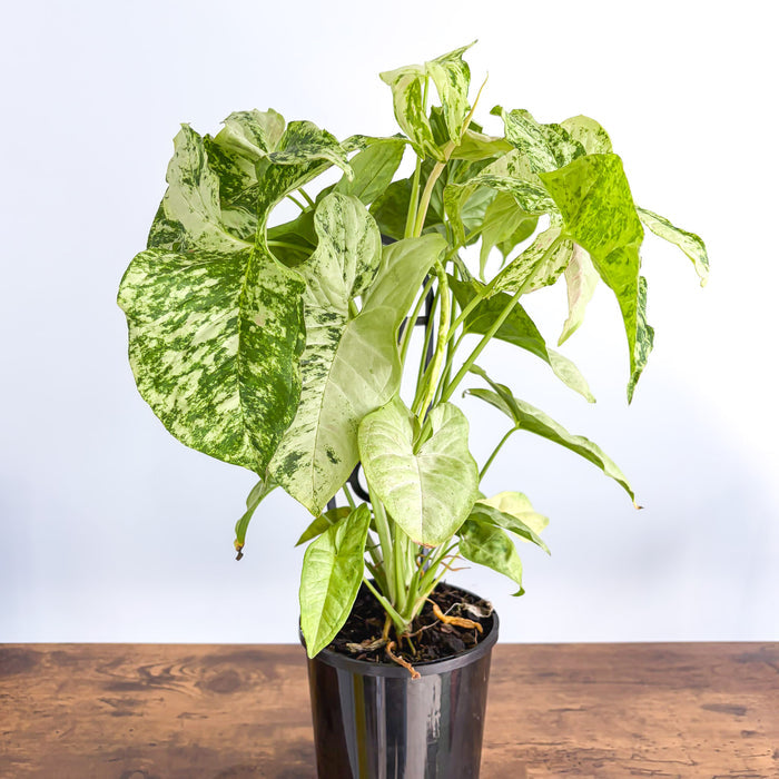 Syngonium Confetti Tricolour | The Plant Boys