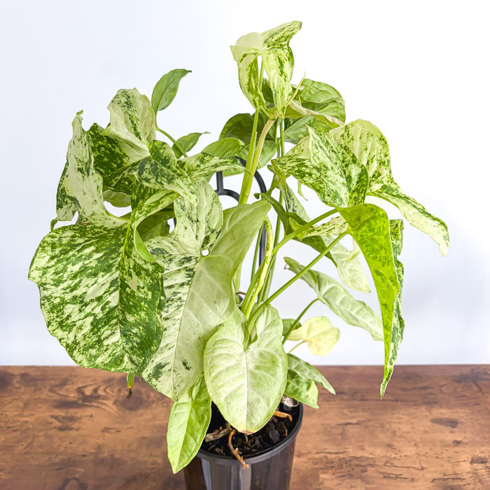 Syngonium Confetti Tricolour | The Plant Boys