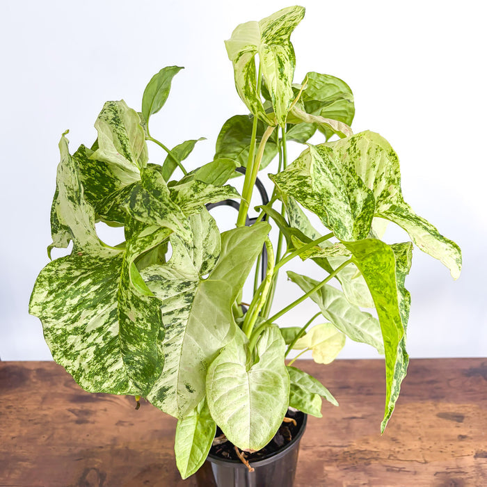 Syngonium Confetti Tricolour | The Plant Boys
