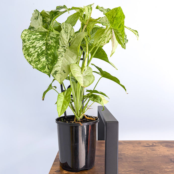 Syngonium Confetti Tricolour | The Plant Boys