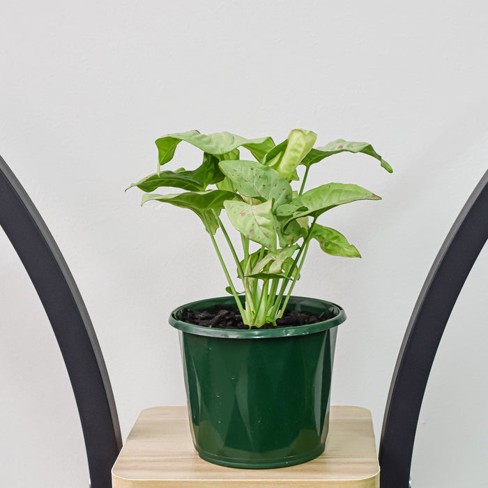 Syngonium Confetti | The Plant Boys