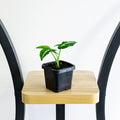 Syngonium Green Velvet
