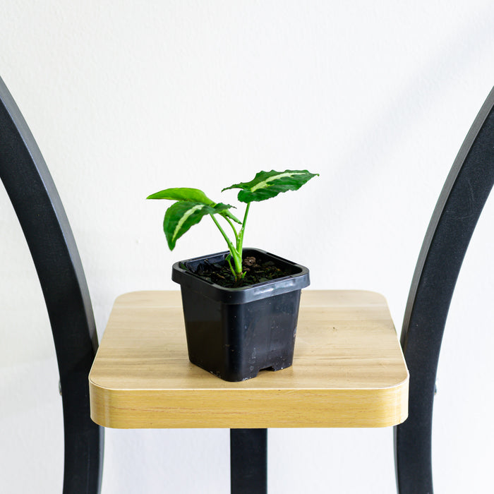 Syngonium Green Velvet