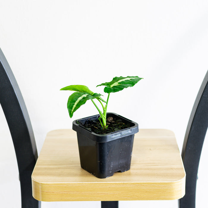 Syngonium Green Velvet
