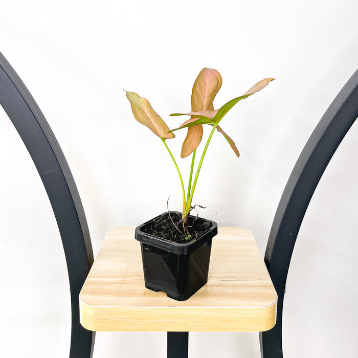 Syngonium Infra Red | The Plant Boys