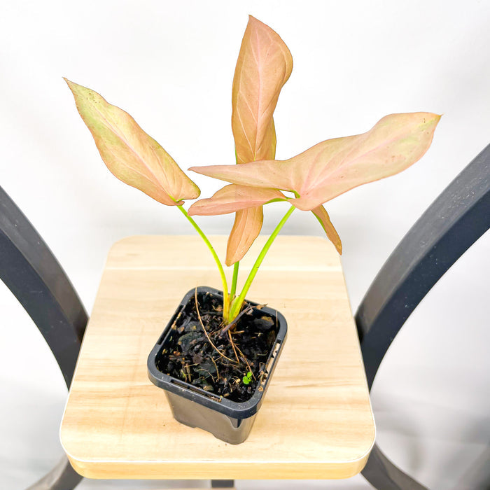 Syngonium Infra Red | The Plant Boys