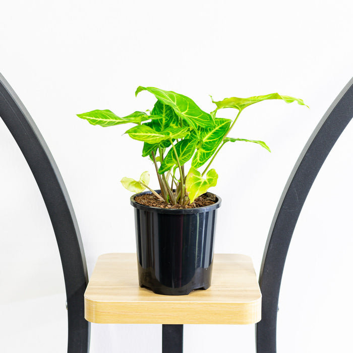 Syngonium Noak | The Plant Boys