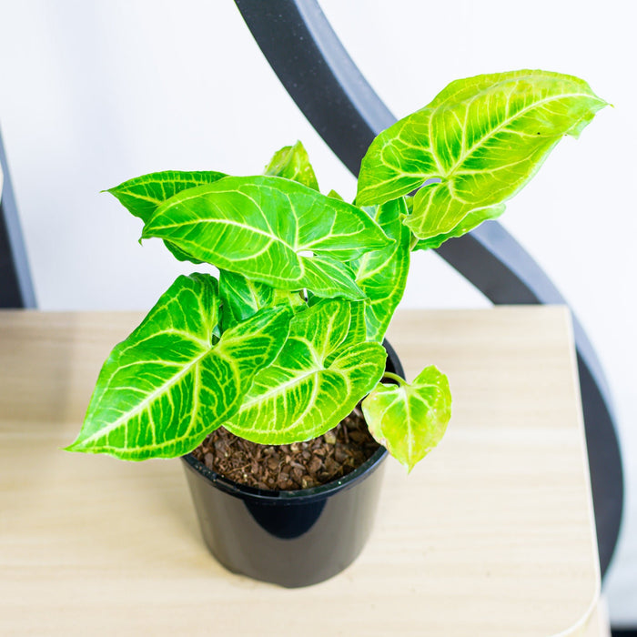 Syngonium Noak | The Plant Boys