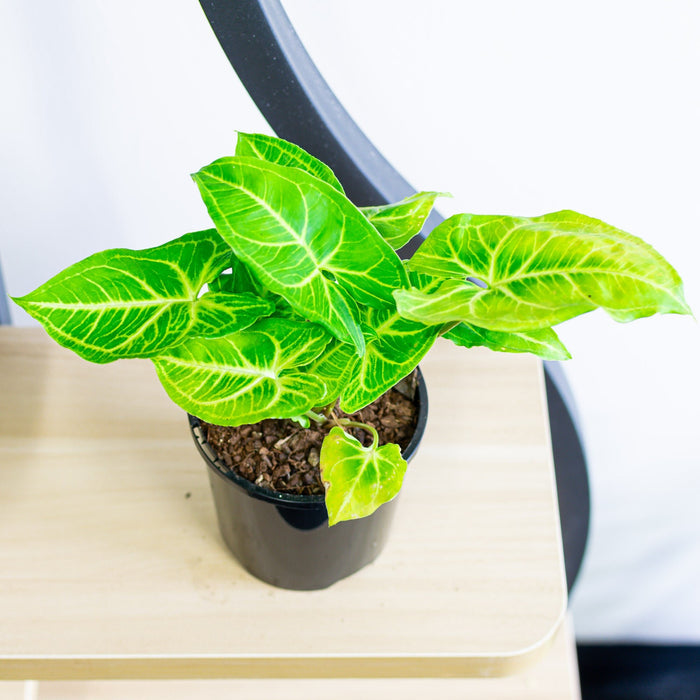 Syngonium Noak | The Plant Boys