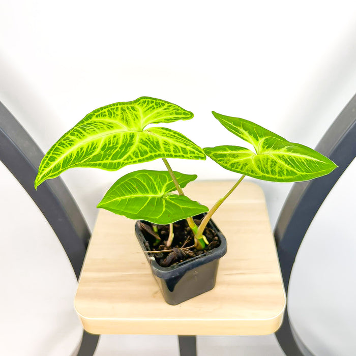 Syngonium Noak | The Plant Boys