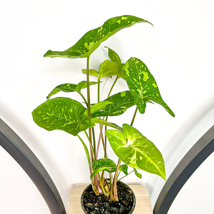 Syngonium Panda