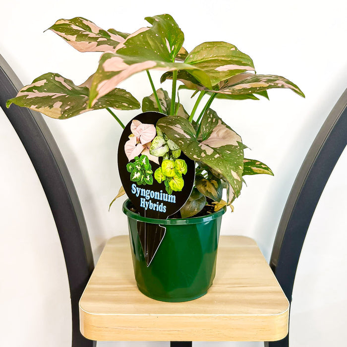 Syngonium Pink Passion