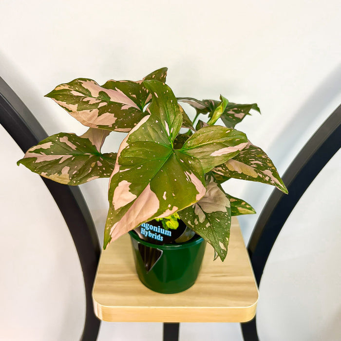 Syngonium Pink Passion