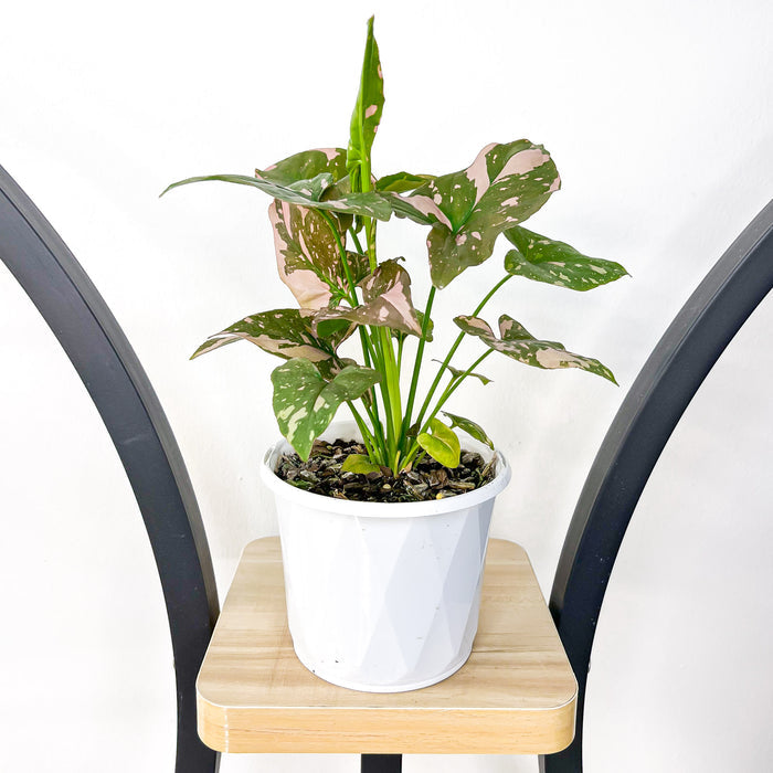 130mm Pot