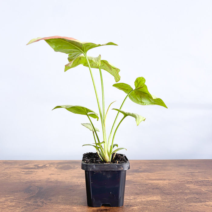 Syngonium Pink Salmon | The Plant Boys