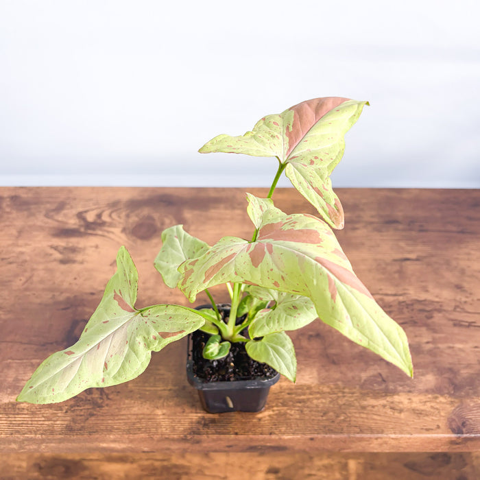 Syngonium Pink Salmon | The Plant Boys