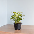 Syngonium Pixie | The Plant Boys