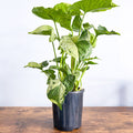 Syngonium Purple Butterfly | The Plant Boys