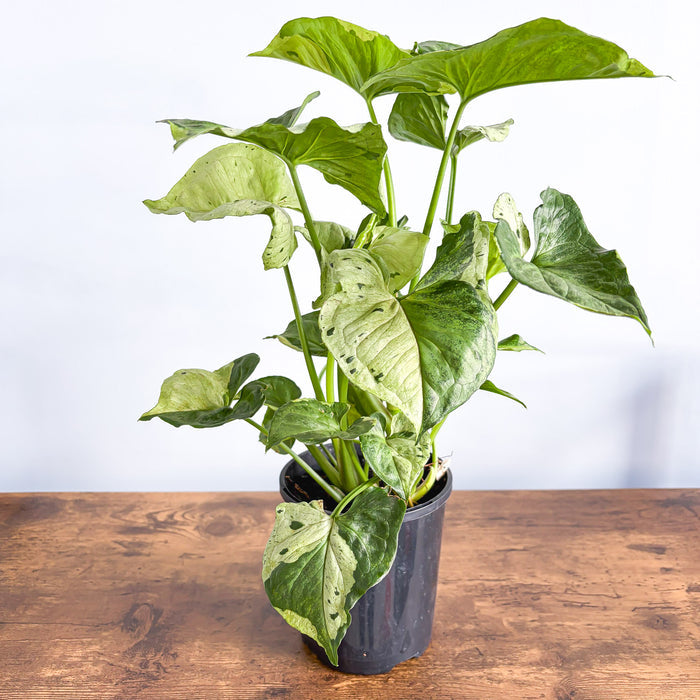 Syngonium Purple Butterfly | The Plant Boys