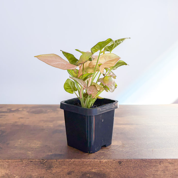Syngonium Red Heart | The Plant Boys