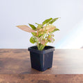 Syngonium Red Heart | The Plant Boys