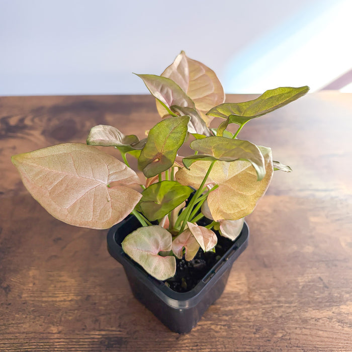 Syngonium Red Heart | The Plant Boys