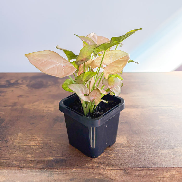 Syngonium Red Heart | The Plant Boys