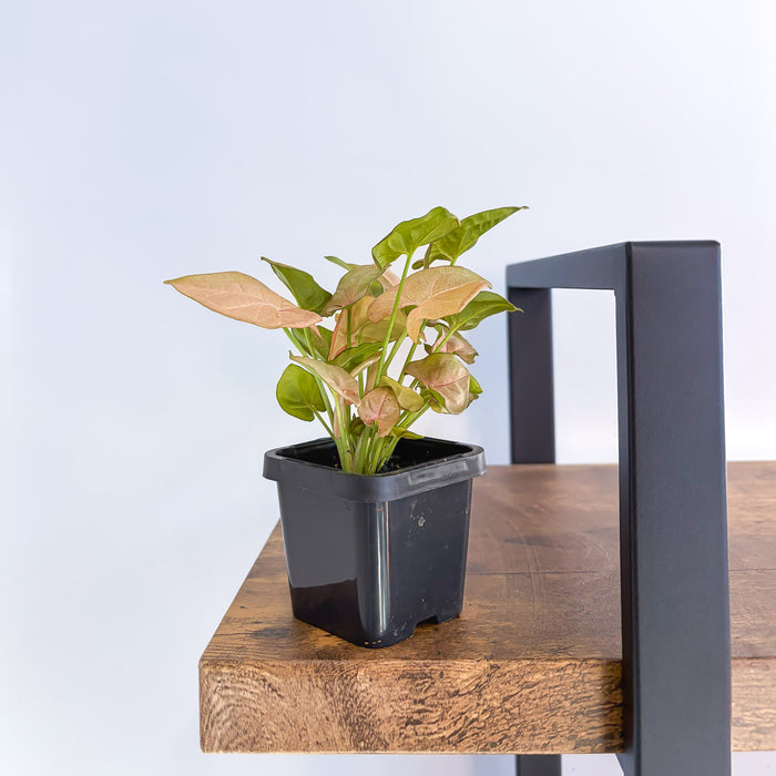 Syngonium Red Heart | The Plant Boys