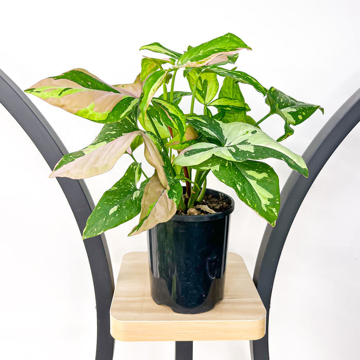 Syngonium Red Spot Tricolour | The Plant Boys