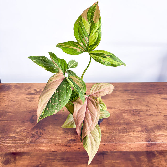 Syngonium Red Spot Tricolour | The Plant Boys