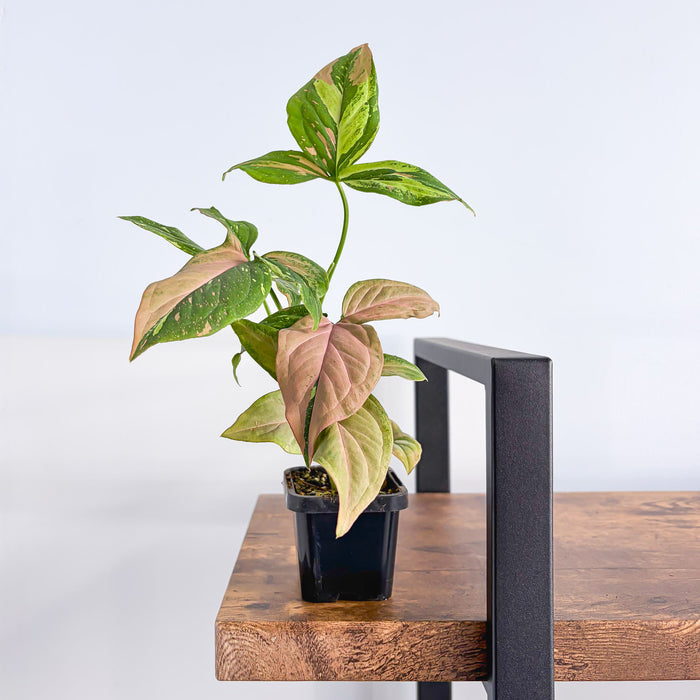 Syngonium Red Spot Tricolour | The Plant Boys