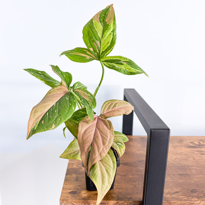 Syngonium Red Spot Tricolour | The Plant Boys