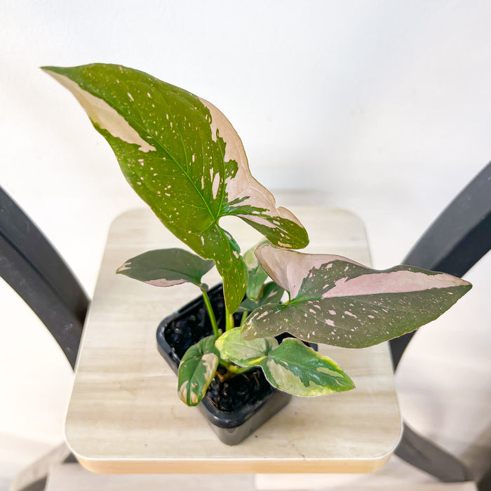 Syngonium Red Spot | The Plant Boys