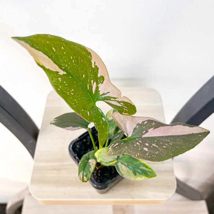Syngonium Red Spot | The Plant Boys